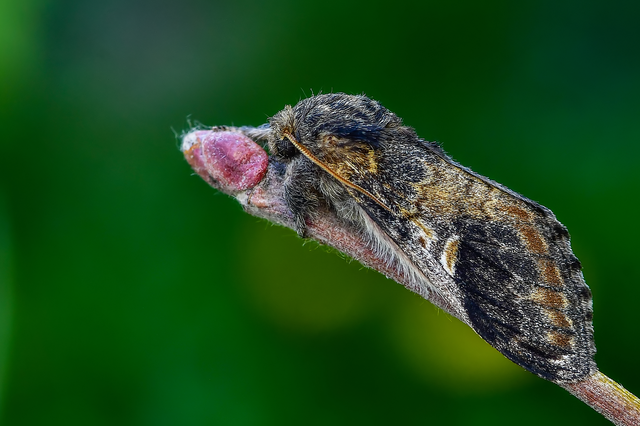 Notodonta tritophus - tarajos púposszövő