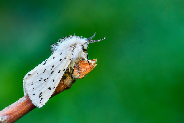 Spilosoma lubricipedum - tejszínű medvelepke
