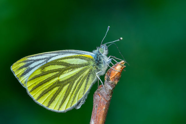 Pieris napi - repcelepke