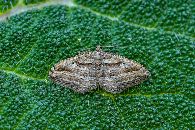 Costaconvexa polygrammata - soksávú araszoló