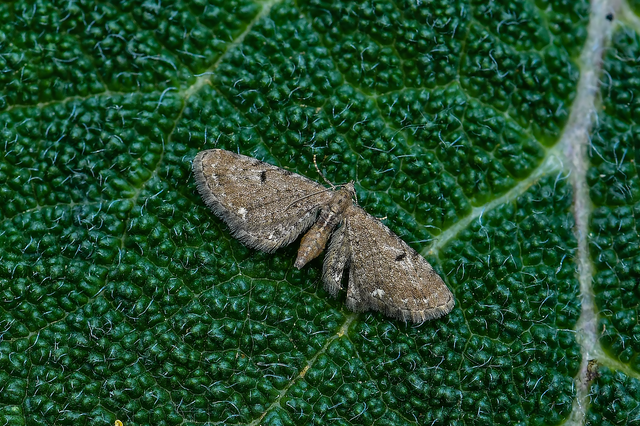 Eupithecia absinthiata - üröm-törpearaszoló