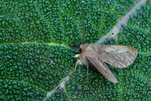 Diaphora mendica - felemás medvelepke