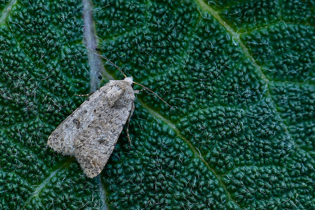Paradrina clavipalpis - közönséges selymesbagoly