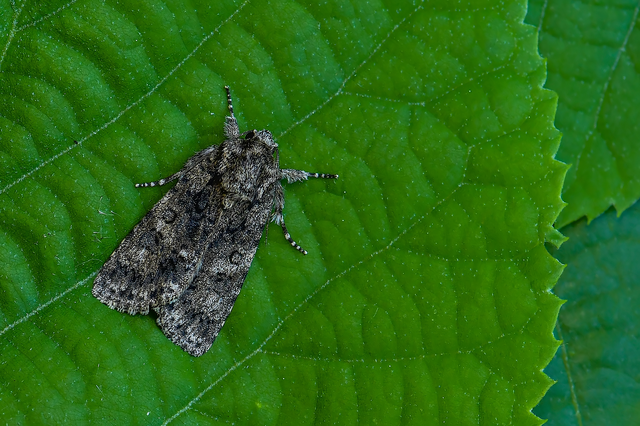 Acronicta rumicis - sóska-szigonyosbagoly Acronicta rumicis - sóska-szigonyosbagoly