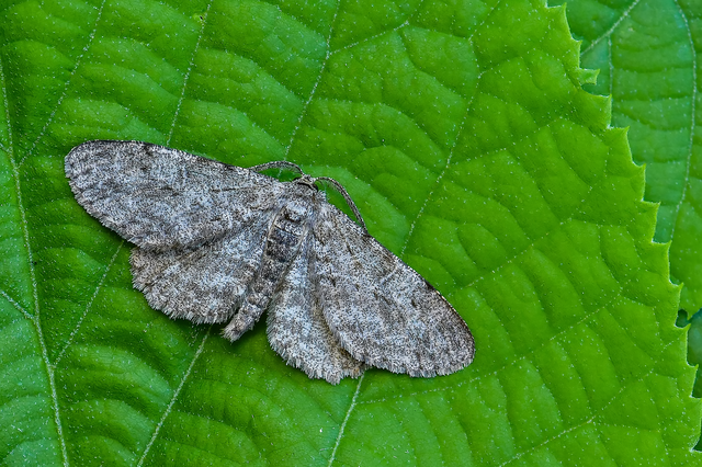 Hypomecis punctinalis - pettyes faaraszoló