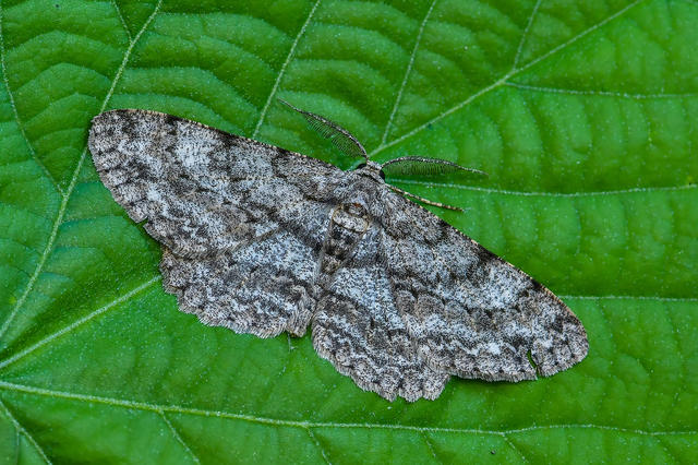 Hypomecis punctinalis - pettyes faaraszoló