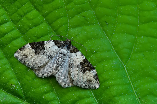Xanthorhoe fluctuata - közönséges tarkaaraszoló