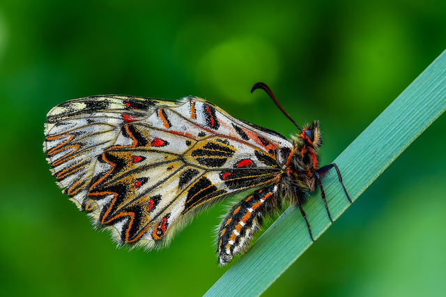 Zerynthia polyxena - farkasalmalepke