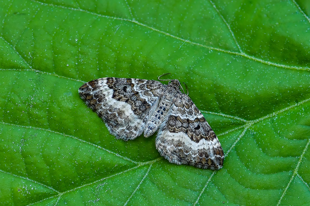 Epirrhoe alternata - galaj-tarkaaraszoló