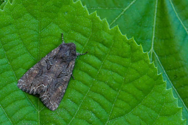 Lacanobia suasa - tarka kertibagoly