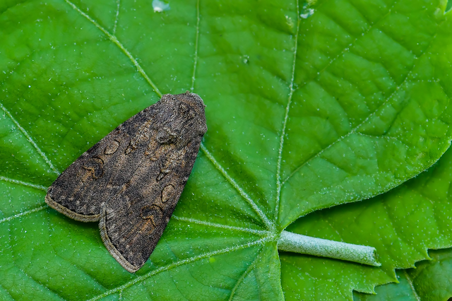 Agrotis segetum - vetési földibagoly