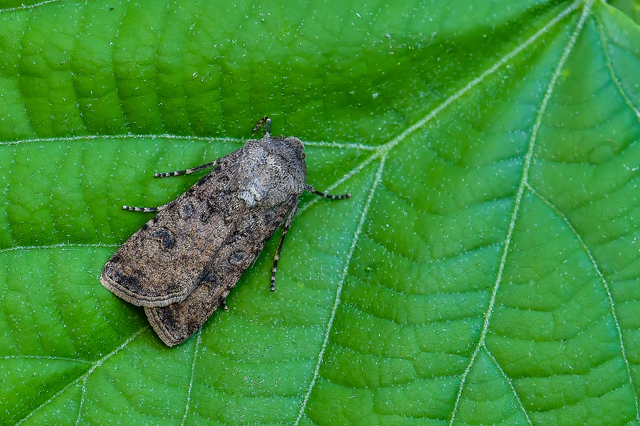 Agrotis segetum - vetési földibagoly