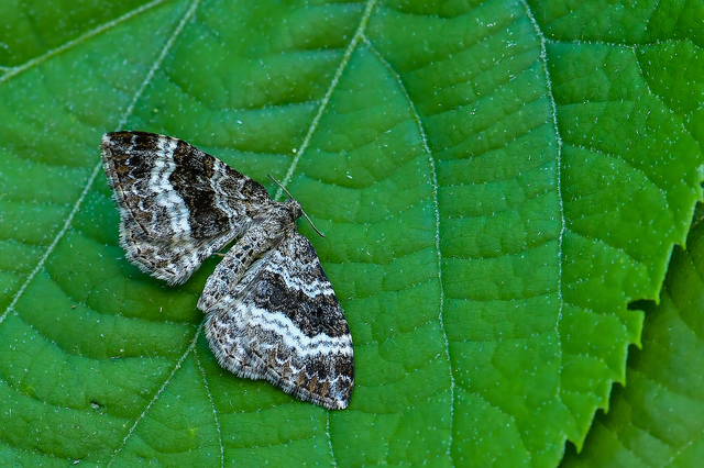 Epirrhoe alternata - galaj-tarkaaraszoló