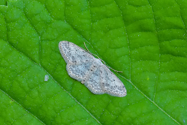 Idaea seriata - szürke apróaraszoló