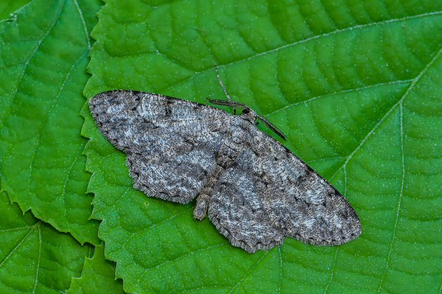 Hypomecis punctinalis - pettyes faaraszoló