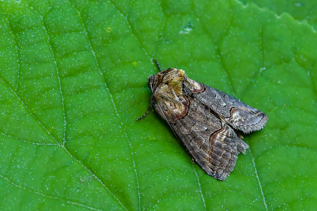 Abrostola triplasia - közönséges csalánbagoly