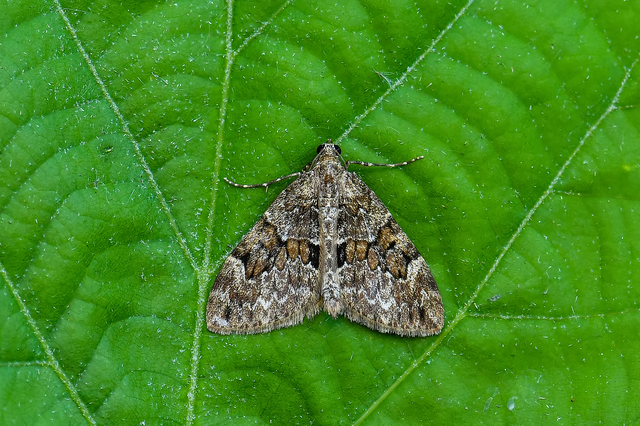 Thera variata - változékony fenyőaraszoló