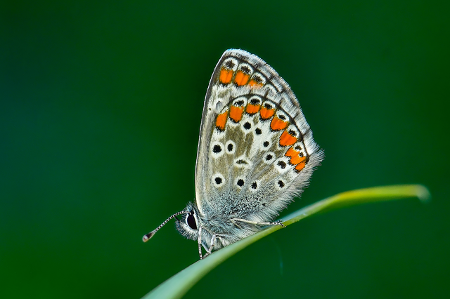 Aricia agestis - szerecsenboglárka
