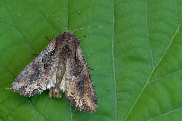 Lacanobia suasa - tarka kertibagoly