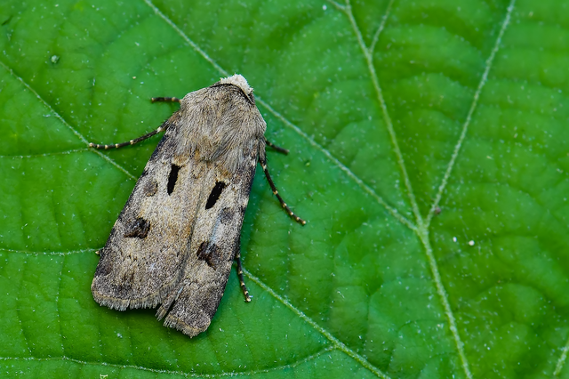 Agrotis exclamationis - felkiáltójeles földibagoly