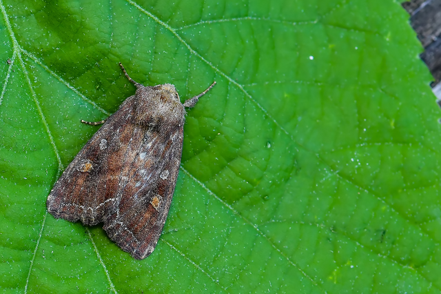 Lacanobia oleracea - saláta-kertibagoly