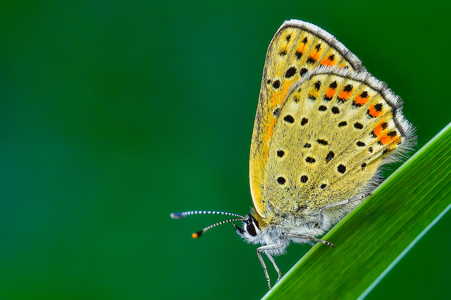 Lycaena tityrus - barna tűzlepke