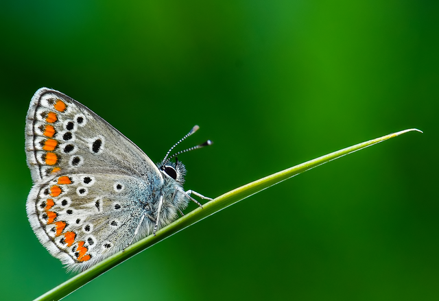 Aricia agestis - szerecsenboglárka