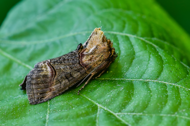 Abrostola triplasia - közönséges csalánbagoly