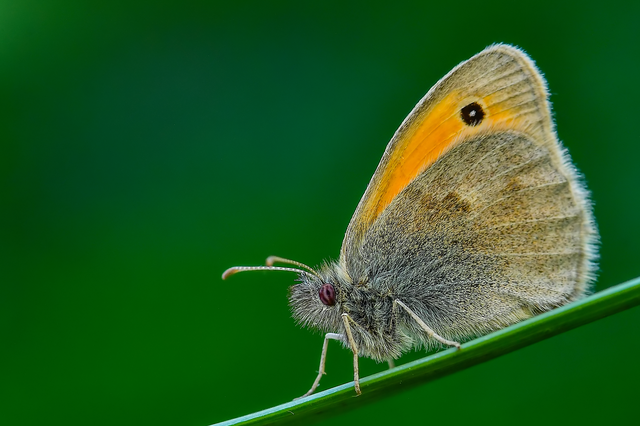 Coenonympha pamphilus - kis szénalepke