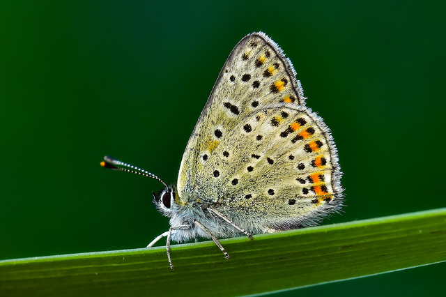 Lycaena tityrus - barna tűzlepke
