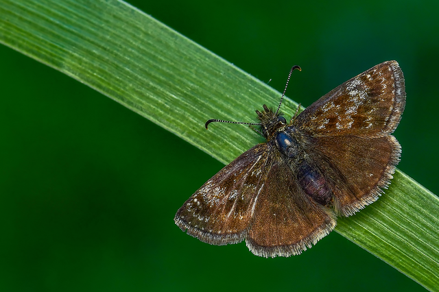 Erynnis tages - cigánylepke