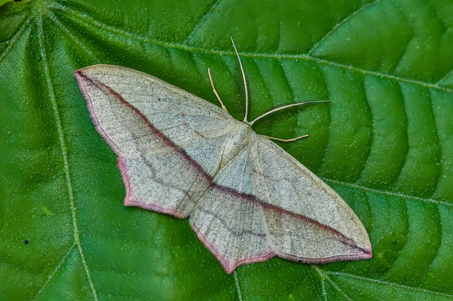 Timandra comae - piroscsíkos csipkésaraszoló