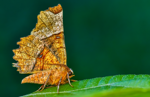 Selenia lunularia - egyfoltos holdasaraszoló