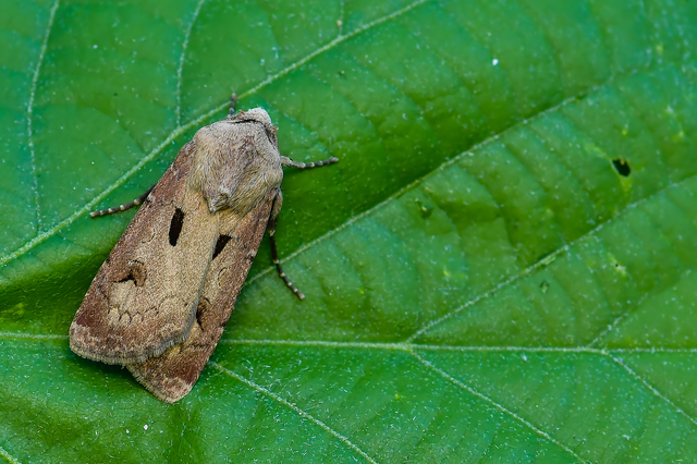 Agrotis exclamationis - felkiáltójeles földibagoly