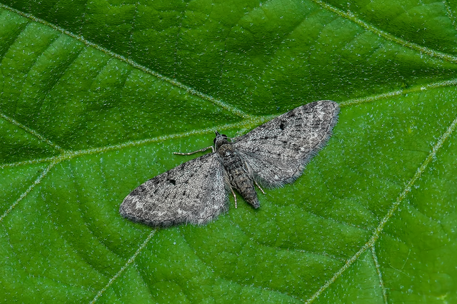 Eupithecia virgaureata - aranyvessző-törpearaszoló