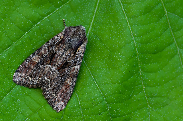 Lacanobia thalassina - borbolya-kertibagoly