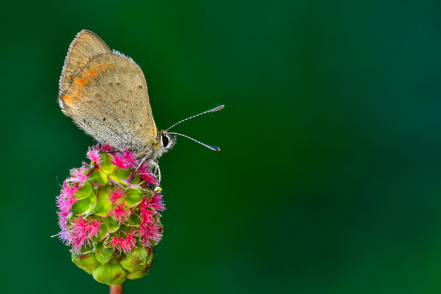 Lycaena phlaeas - közönséges tűzlepke