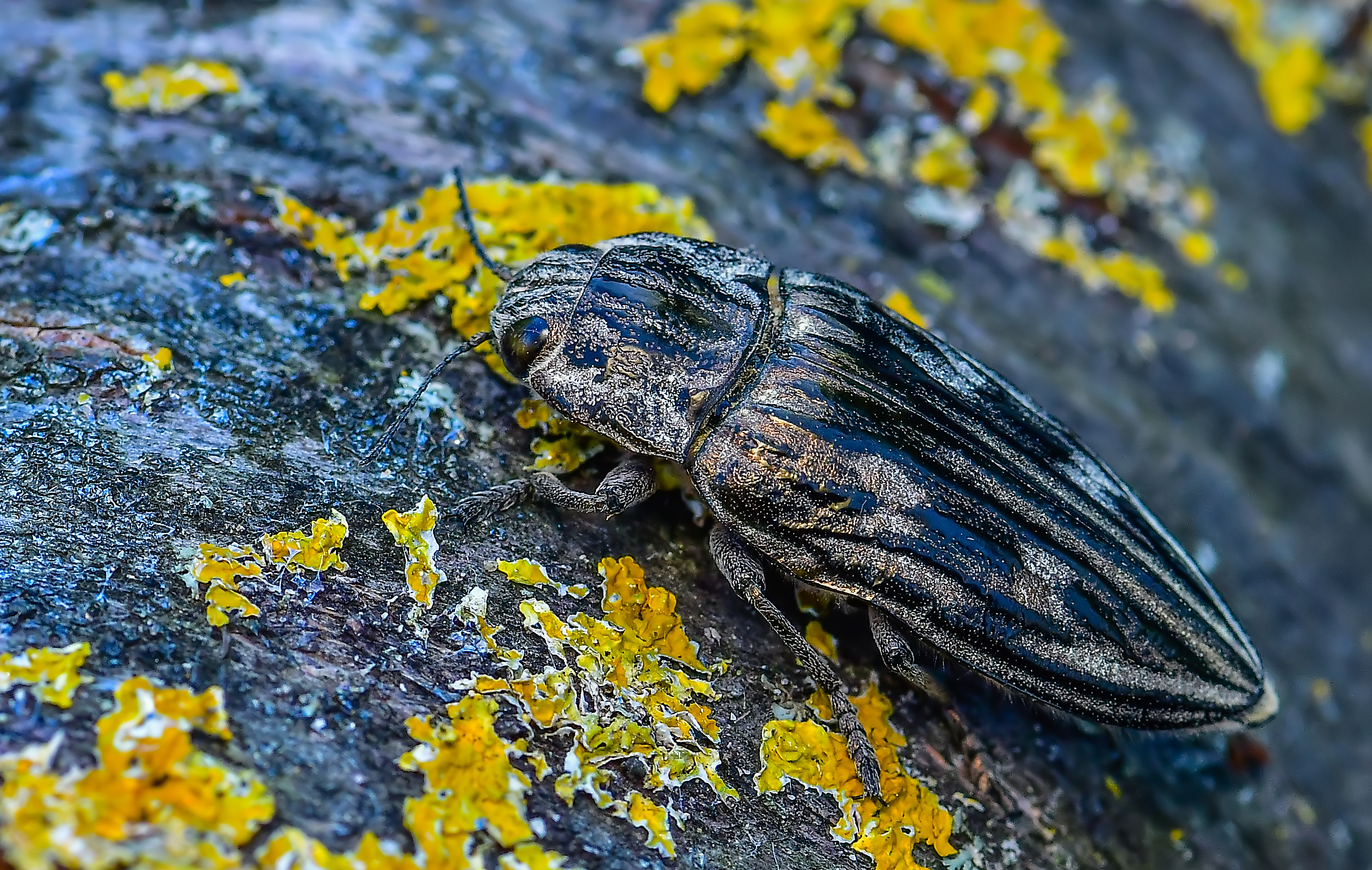 Chalcophora mariana - nagy fenyvesdíszbogár Chalcophora mariana - nagy fenyvesdíszbogár