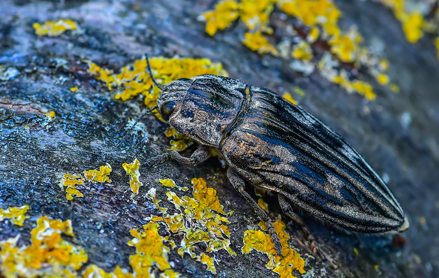 Chalcophora mariana - nagy fenyvesdíszbogár