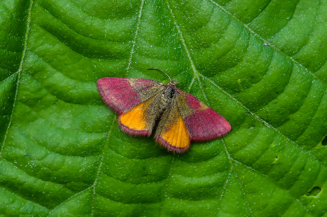 Lythria cruentaria - bíborcsíkos araszoló