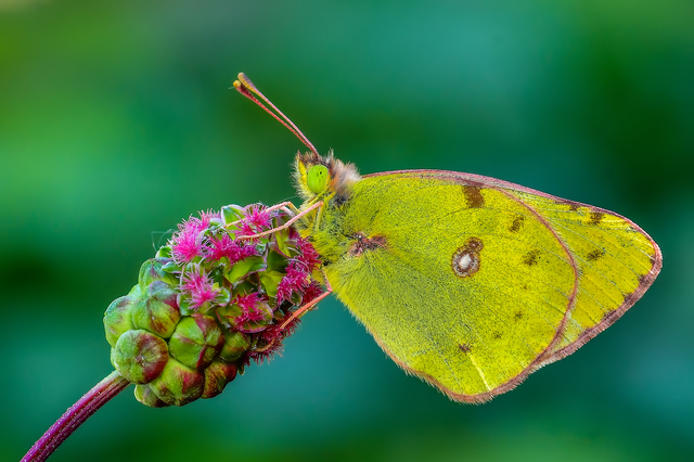 Colias