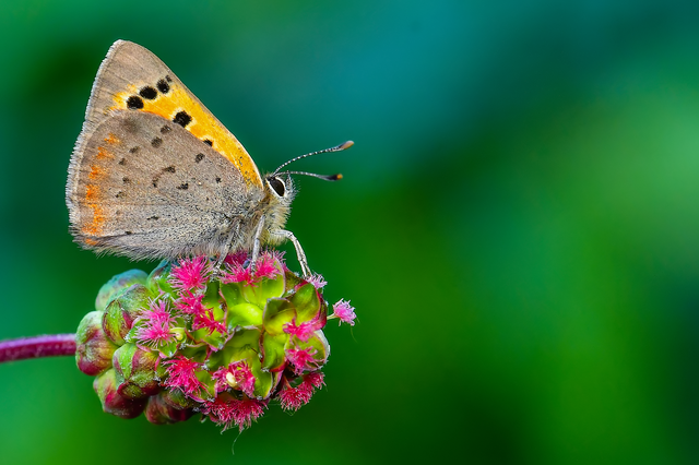 Lycaena phlaeas - közönséges tűzlepke