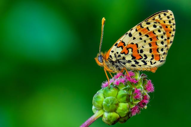 Melitaea didyma - tüzes tarkalepke