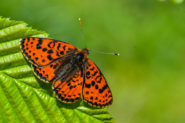 Melitaea didyma - tüzes tarkalepke