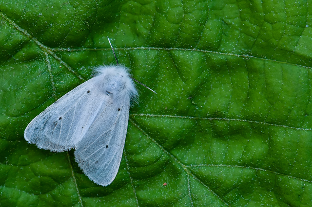 Diaphora mendica - felemás medvelepke