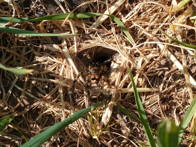 Geolycosa vultuosa - pokoli cselőpók