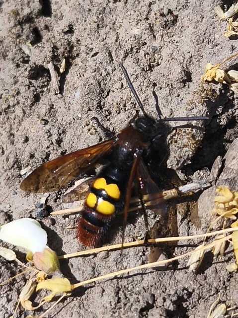 Megascolia maculata - óriás-tőrösdarázs