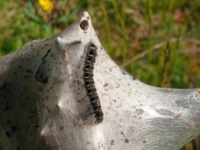 Eriogaster lanestris - tavaszi gyapjasszövő