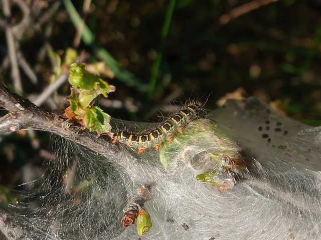 Eriogaster lanestris - tavaszi gyapjasszövő