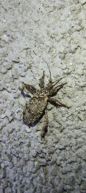 Reduvius personatus - szemetes zugpoloska